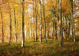 Woodland Prints: Orange brown beech tree with autumn leaves