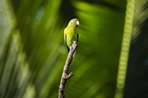 Alajuela Province Prints: Orange Chinned Parakeet (Brotogeris Jugularis), Boca Tapada, Alajuela Province, Costa