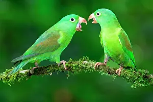 Awareness Prints: Two Orange-chinned Parakeets (Brotogeris jugularis) quarreling, Costa Rica