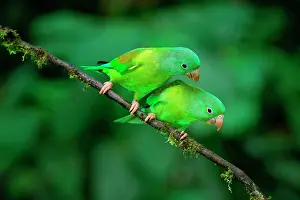 Rica Prints: Two Orange-chinned Parakeets (Brotogeris jugularis) sitting on a branch, Costa Rica