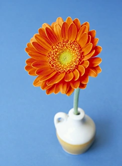 Orange gerbera flower against a blue background