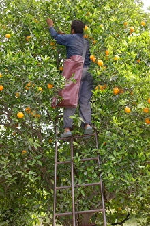 Back Side Prints: Orange harvest, Taroudan, Morocco, North Africa, Africa