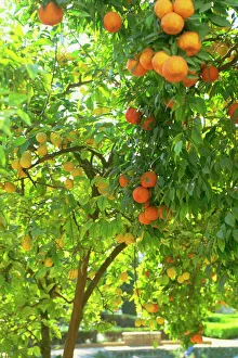 Gardens Prints: Orange and lemon trees in the Alcazar gardens, Cordoba, Andalucia, Spain, Europe