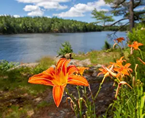Petals Prints: Orange lilies bloom along the shoreline of Georgian Bay in Ontario