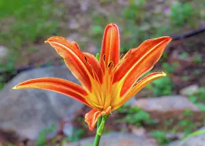 Floral Prints: Orange Lilly flower blooms in Ontario during summer