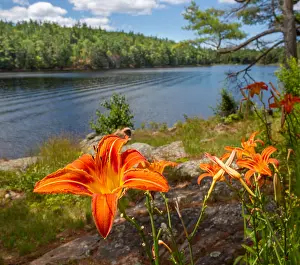 Gardening Prints: Orange lily blooms near the water at Georgian Bay