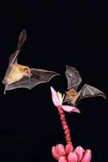 Rica Prints: Two Orange nectar bats (Lonchophylla robusta) hovering and drinking nectar from wild red banana flower (Musa velutina)