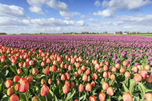 Traditionally Dutch Prints: Orange and pink tulips in a field, Yersekendam, Zeeland province, Netherlands, Europe