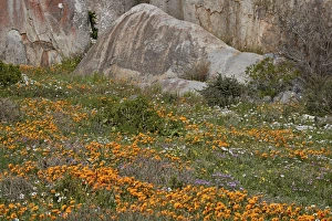 In Bloom Prints: Orange, purple, white and yellow wildflowers, West Coast National Park, South Africa
