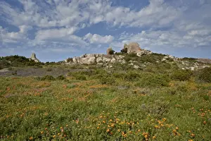 In Bloom Prints: Orange and purple wildflowers, West Coast National Park, South Africa, Africa
