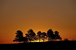 South Dakota Prints: Orange sky at dawn, Custer State Park