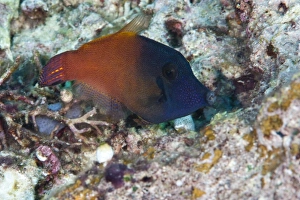Komodo Prints: Orange tail filefish (Pervagor aspriaudus), Komodo, Indonesia, Southeast Asia, Asia