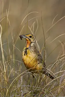 Orange-throated longclaw (Cape longclaw) (Macronyx capensis) with an insect, Mountain