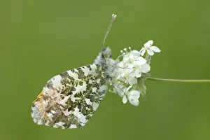 Invertebrates Prints: Orange tip butterfly (Anthocharis cardamines) resting on common valerian flowers