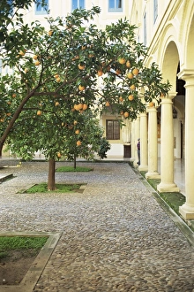 Andalusia Prints: Orange tree in courtyard