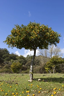 Citrus Prints: Orange tree, near Linares de la Sierra, Andalucia, Spain, Europe