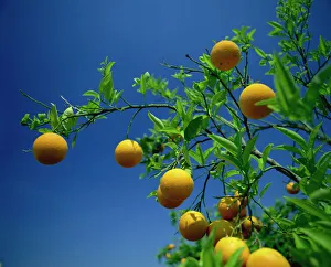 Generic Location Prints: Orange tree, Valencia, Spain, Europe