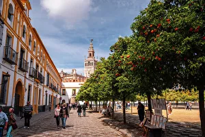 Historical Site Prints: Orange trees in a park in the Patio de Banderas