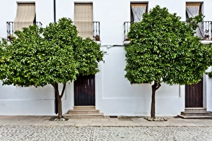 Ronda Prints: Orange trees in Ronda street, Ronda, Andalucia, Spain, Europe