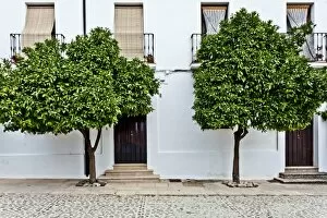 Images Dated 22nd October 2010: Orange trees in Ronda street, Ronda, Andalucia, Spain, Europe