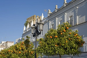 Orange Tree Prints: Orange trees, Vejer de la Frontera, Andalucia, Spain, Europe