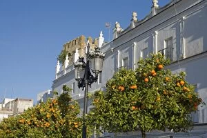 Images Dated 22nd May 2008: Orange trees, Vejer de la Frontera, Andalucia, Spain, Europe