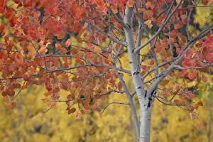Leaves Prints: Orange and yellow aspen leaves