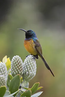 Orange Colour Prints: Orangebreasted sunbird (Anthobaphes violacea), Kirstenbosch National Botanical Garden
