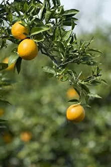 Images Dated 26th March 2007: Detail of oranges, Cyprus, Europe