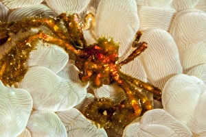 Crab Prints: Orangutan crab (Achaeus japonicus), Sulawesi, Indonesia, Southeast Asia, Asia