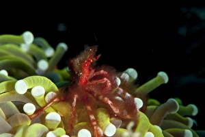 Images Dated 26th May 2008: Orangutan crab (Achaeus japonicus) a decorator crab, Sulawesi, Indonesia, Southeast Asia, Asia