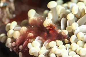Images Dated 26th May 2008: Orangutan crab (Achaeus japonicus) a decorator crab, Sulawesi, Indonesia, Southeast Asia, Asia
