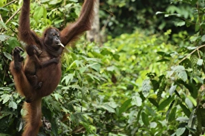 Swinging Prints: Orangutan (Pongo borneo), Sabah, Borneo, Malaysia, Southeast Asia, Asia