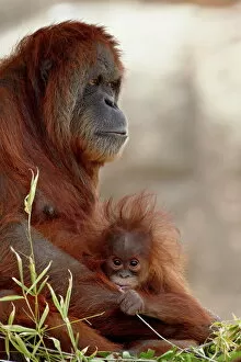 Images Dated 18th April 2009: Orangutan (Pongo pygmaeus) mother and 6-month old baby in captivity, Rio Grande Zoo