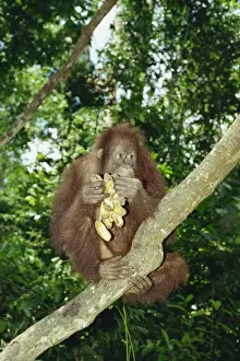 Borneo Prints: Orangutan (Pongo pygmaeus) sits in a tree eating bananas