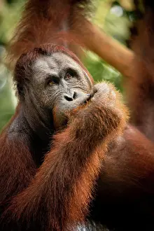 Borneo Prints: Orangutan at Semenggoh Wildlife Rehabilitation Center