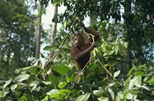 Borneo Prints: Orangutan, Sepilok Orangutan Rehabilitation Center