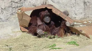 Tampa Prints: Orangutan, Tampa Zoo, United States of America