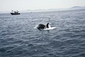 Images Dated 3rd January 2008: Orca and fishing boats in the Straits of Gibraltar, Europe