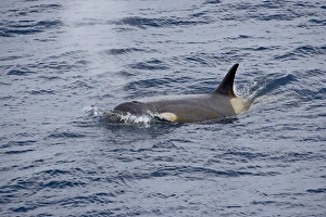 Orca Prints: Orca or killer whale (Orcinus orca) surfacing, Antarctic Peninsula, Antarctica