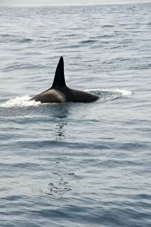 Images Dated 3rd January 2008: Orca (killer whale) in the Straits of Gibraltar, Europe