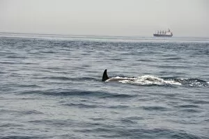 Images Dated 3rd January 2008: Orcas in the Straits of Gibraltar, Europe