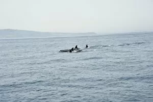 Images Dated 3rd January 2008: Orcas in the Straits of Gibraltar, Europe
