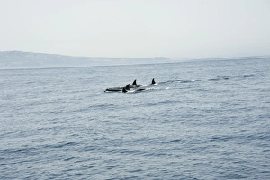Images Dated 3rd January 2008: Orcas in the Straits of Gibraltar, Europe