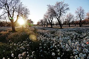 Floral Prints: Orchard in early spring, Catalonia, Spain, Europe