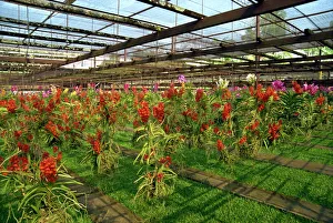 Glass House Prints: Orchid farm