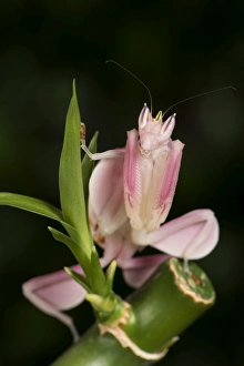 Malaysian Prints: Orchid Mantis (Hymenopus Coronatus), captive, Malaysia, Southeast Asia, Asia