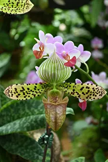 Gardening Prints: Orchid in Rain Cloud Dome, Gardens by the Bay