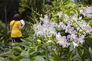 Botanic Garden Prints: Orchids growing outside in National Orchid Garden in