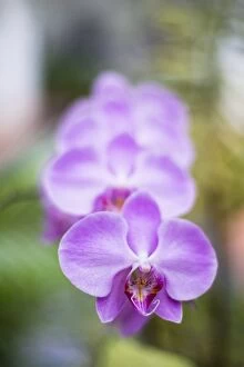 Botanical Gallery: Orchids in the Orchid House, Kandy Royal Botanical Gardens, Peradeniya, Kandy, Sri Lanka, Asia